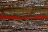 Stromatolite Slice - Pilbara, Australia ( Billion Years) #180176-1